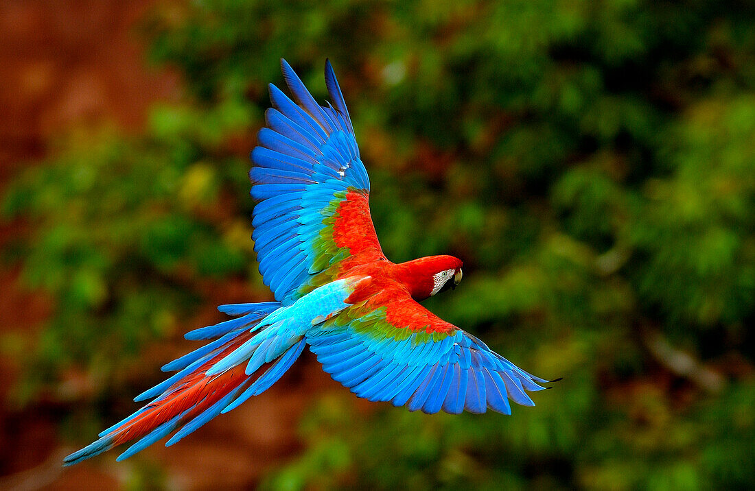 Red and Green Macaw (Ara chloroptera) flying, Cerrado habitat, Mato Grosso do Sul, Brazil