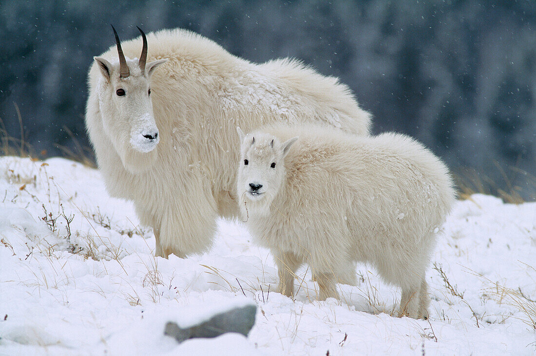 Mountain Goat (Oreamnos americanus) adult and baby in snow, Rocky Mountains, North America