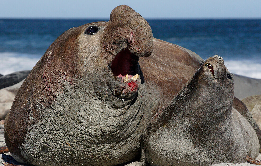 Southern Elephant Seal (Mirounga leonina) pair mating, Falkland Islands
