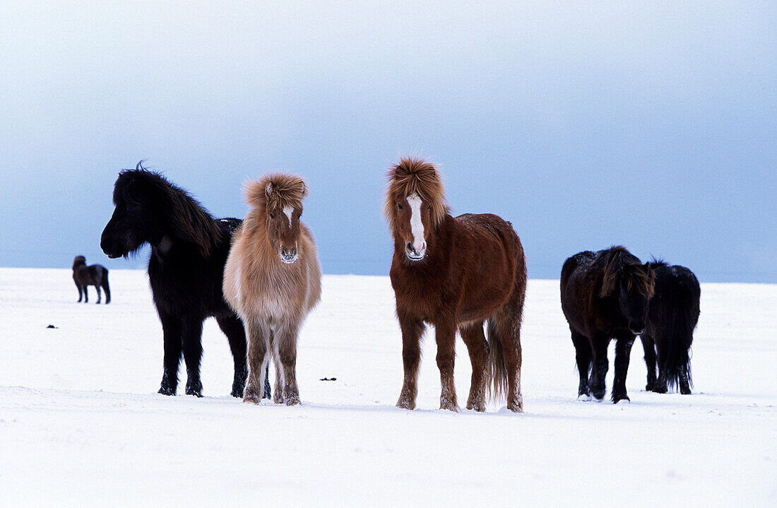 Domestic Horse (Equus caballus) herd on snow, Iceland