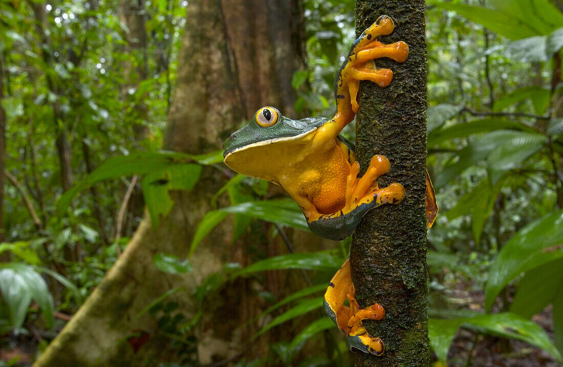 Splendid Leaf Frog (Agalychnis calcarifer) a rarely seen species associated with natural forest gaps, Costa Rica