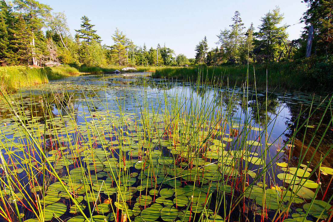 Marsh with reeds and lily pads surrounding a pond, West Stoney Lake, Nova Scotia, Canada