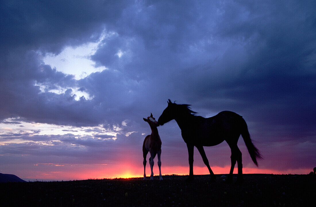 Mustang (Equus caballus) mare and foal silhouetted against the evening sky during summer, Montana