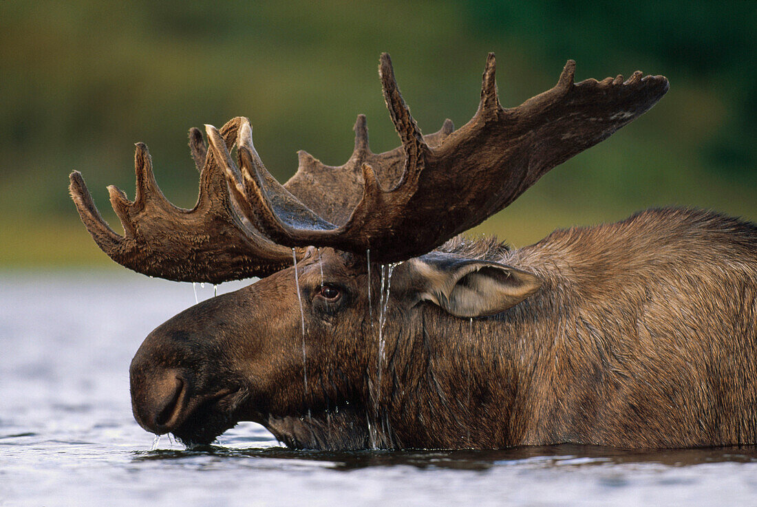 Alaska Moose (Alces alces gigas) bull with water dripping from antlers after feeding in glacial kettle pond, Denali National Park and Preserve, Alaska