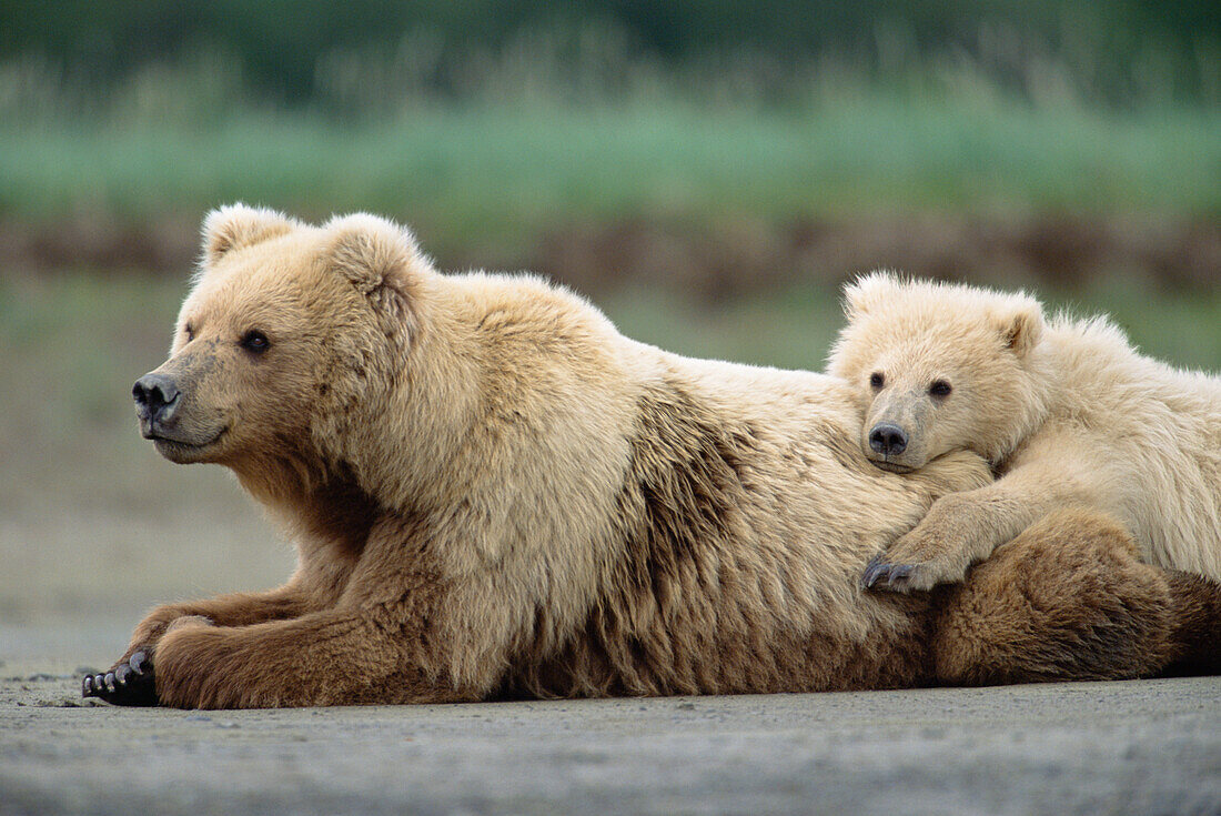 Grizzly Bear (Ursus arctos horribilis) 2 year old male and mother resting, Katmai National Park, Alaska