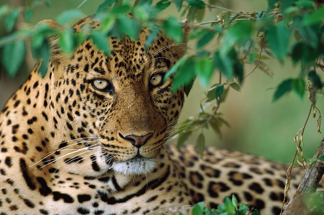Leopard (Panthera pardus) large male resting after hunting and devouring its kill, Masai Mara National Reserve, Kenya