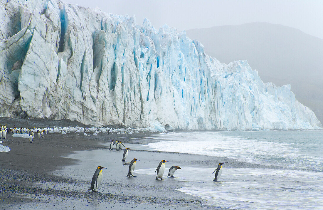 King Penguin (Aptenodytes patagonicus) group on beach at the foot of Fortuna Glacier, Cumberland Sound, South Georgia Island, Southern Ocean, Antarctic Convergance