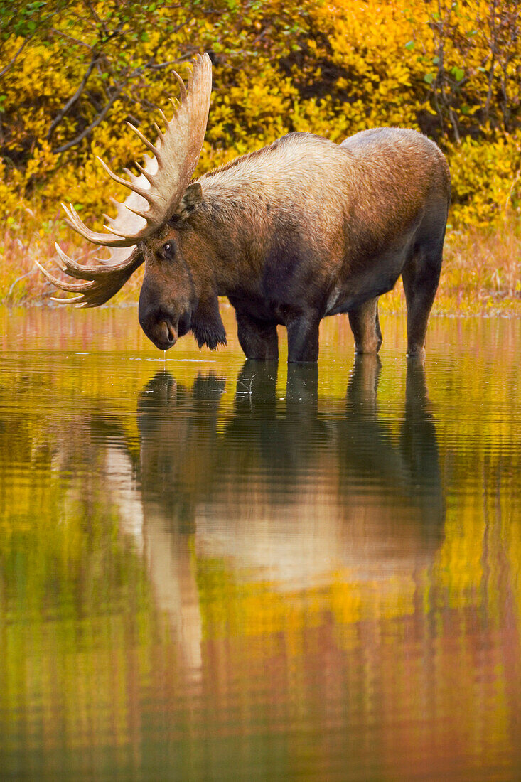 Alaska Moose (Alces alces gigas) bull, largest herbivore with antlers in North America, alert during rutting season, standing in shallow glacial kettle pond in colorful fall tundra, Denali National Park, Alaska