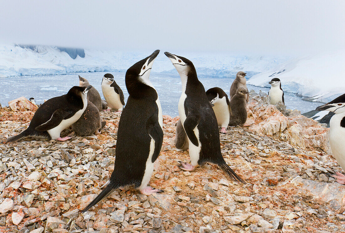 Chinstrap Penguin (Pygoscelis antarctica) colony, some individuals stained with reddish guano and mud, Spigot Point, Antarctica