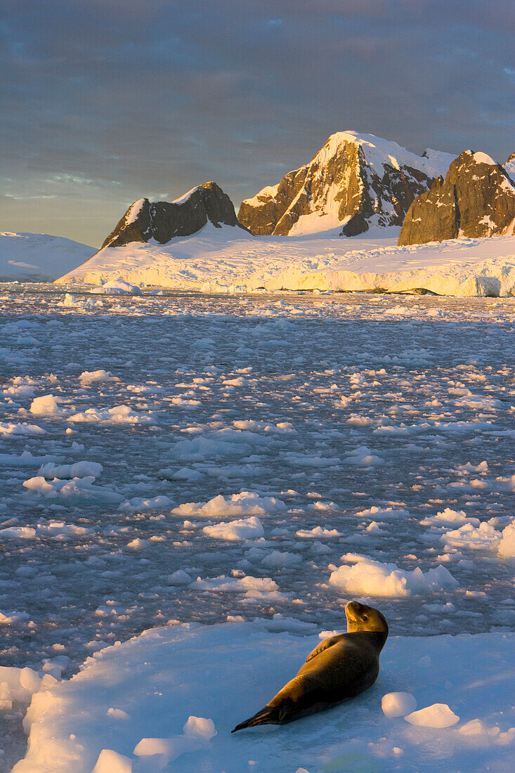 Leopard Seal (Hydrurga leptonyx) young resting on ice floe among floating iceberg bits, Wiggins Glacier, Antarctica