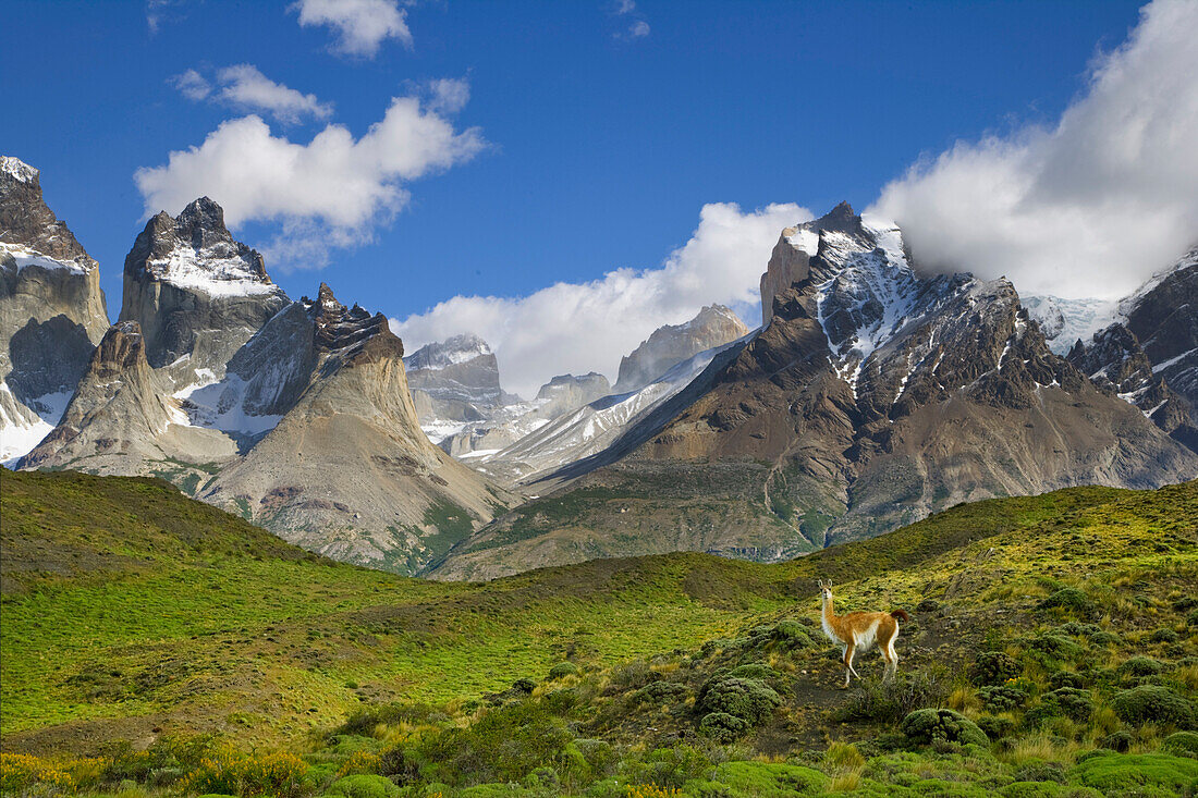 Guanaco (Lama guanicoe) standing on grassy slope with rugged Cuernos del Paine peaks in the background, Torres del Paine National Park, Chile