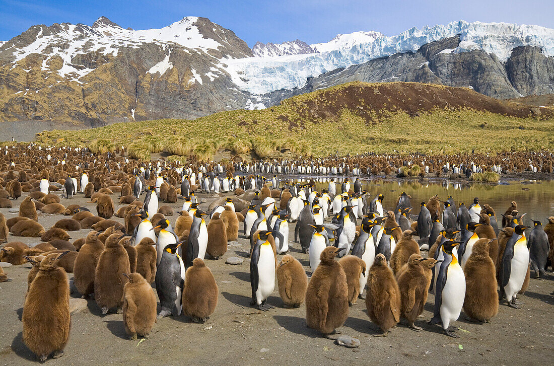 King Penguin (Aptenodytes patagonicus) group on beach with Salversen Range in background, Gold Harbour, South Georgia Island