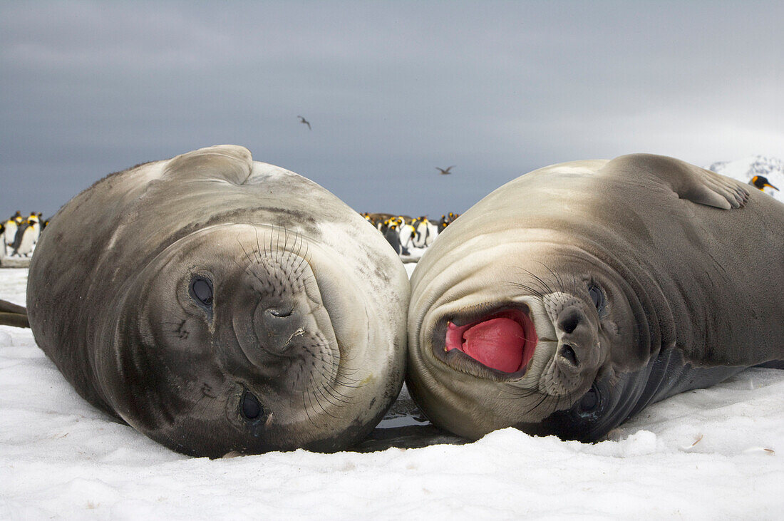 Southern Elephant Seal (Mirounga leonina) pups, fat and docile weaners stay together for company and reassurance, St. Andrews Bay, South Georgia Island