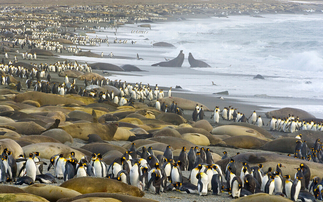 King Penguin (Aptenodytes patagonicus) group walking among Southern Elephant Seals (Mirounga leonina) on beach during seals breeding season, St. Andrews Bay, South Georgia Island