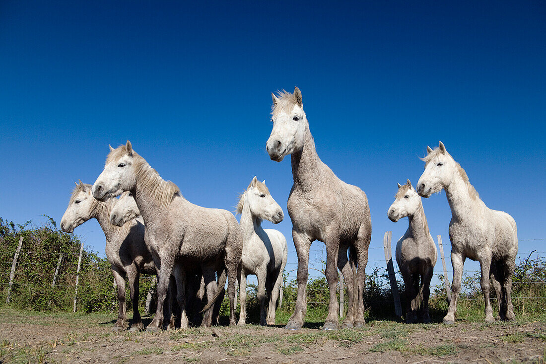 Camargue Horse (Equus caballus) group, Camargue, France