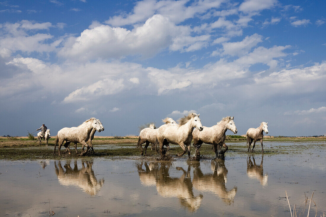 Camargue Horse (Equus caballus) group running in water, Camargue, France