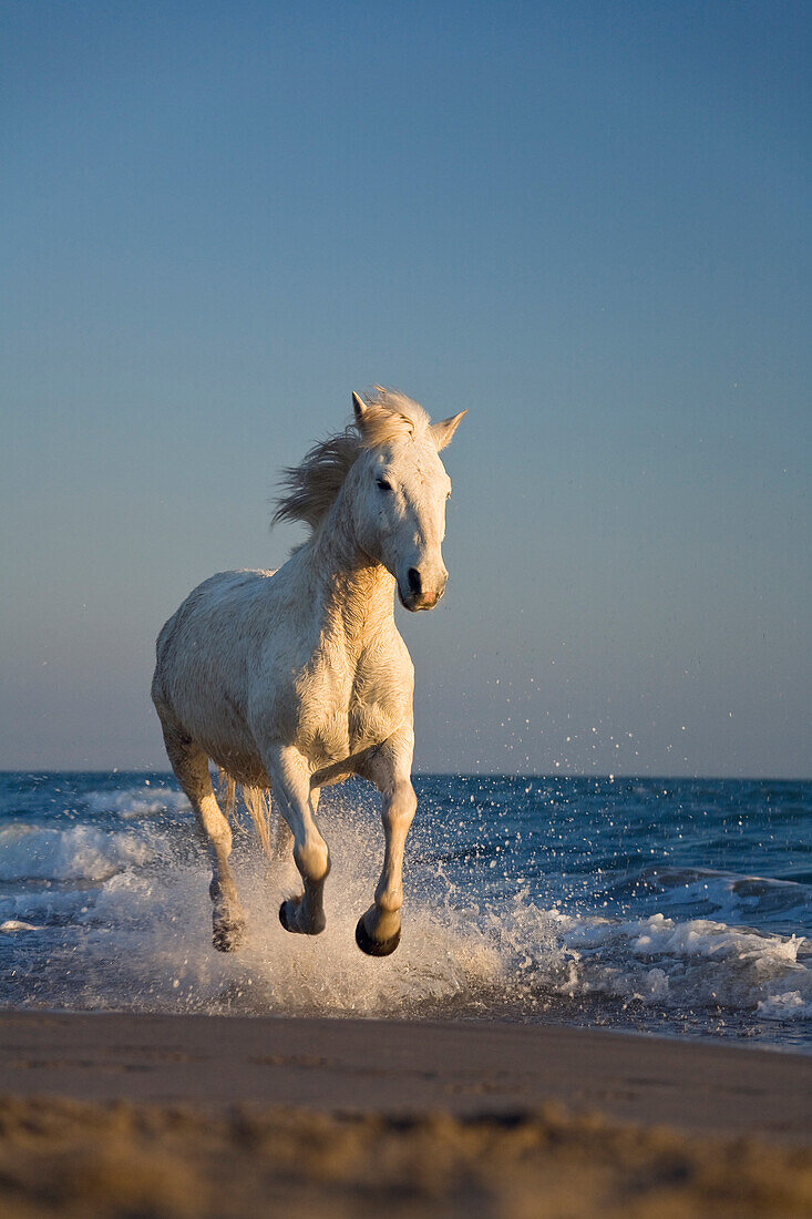 Camargue Horse (Equus caballus) running on beach, Camargue, France