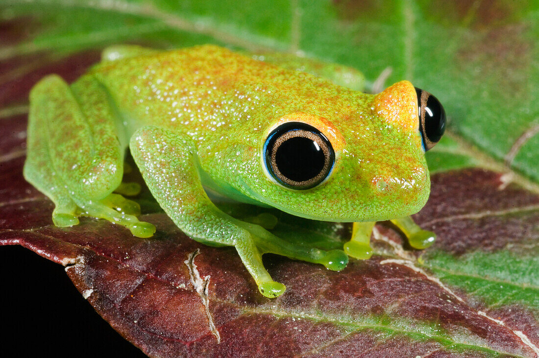 Green Bright-eyed Frog (Boophis viridis), Andasibe-Mantadia National Park, Madagascar