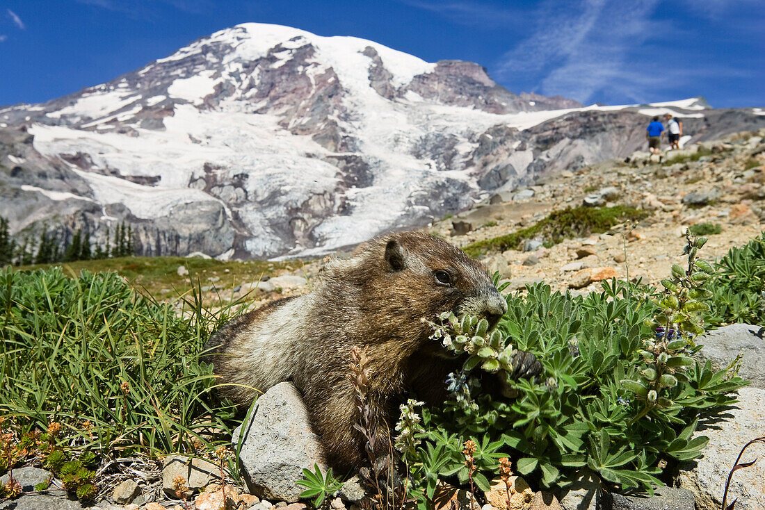 Hoary Marmot (Marmota caligata) feeding with hikers in the background, Mount Rainier National Park, Washington