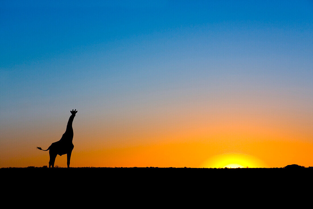 Giraffe (Giraffa camelopardalis) silhouetted against the setting sun, Lethiau Valley, Central Kalahari Game Reserve, Botswana