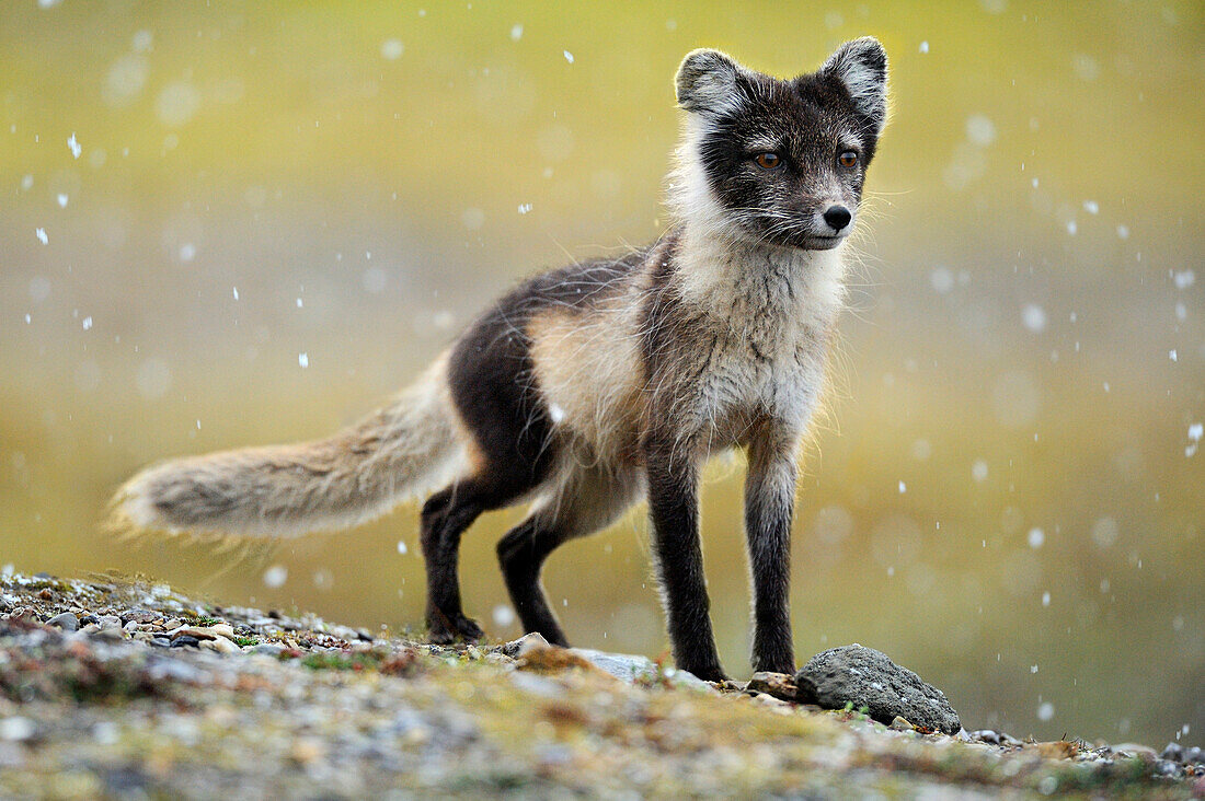 Arctic Fox (Alopex lagopus) in light snow fall, Svalbard, Norway