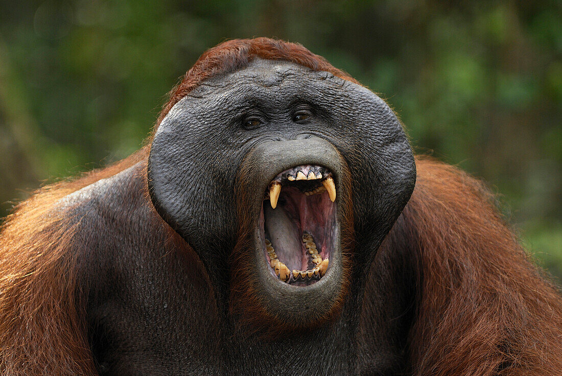 Orangutan (Pongo pygmaeus) male with large cheek pads calling, Camp Leaky, Tanjung Puting National Park, Indonesia