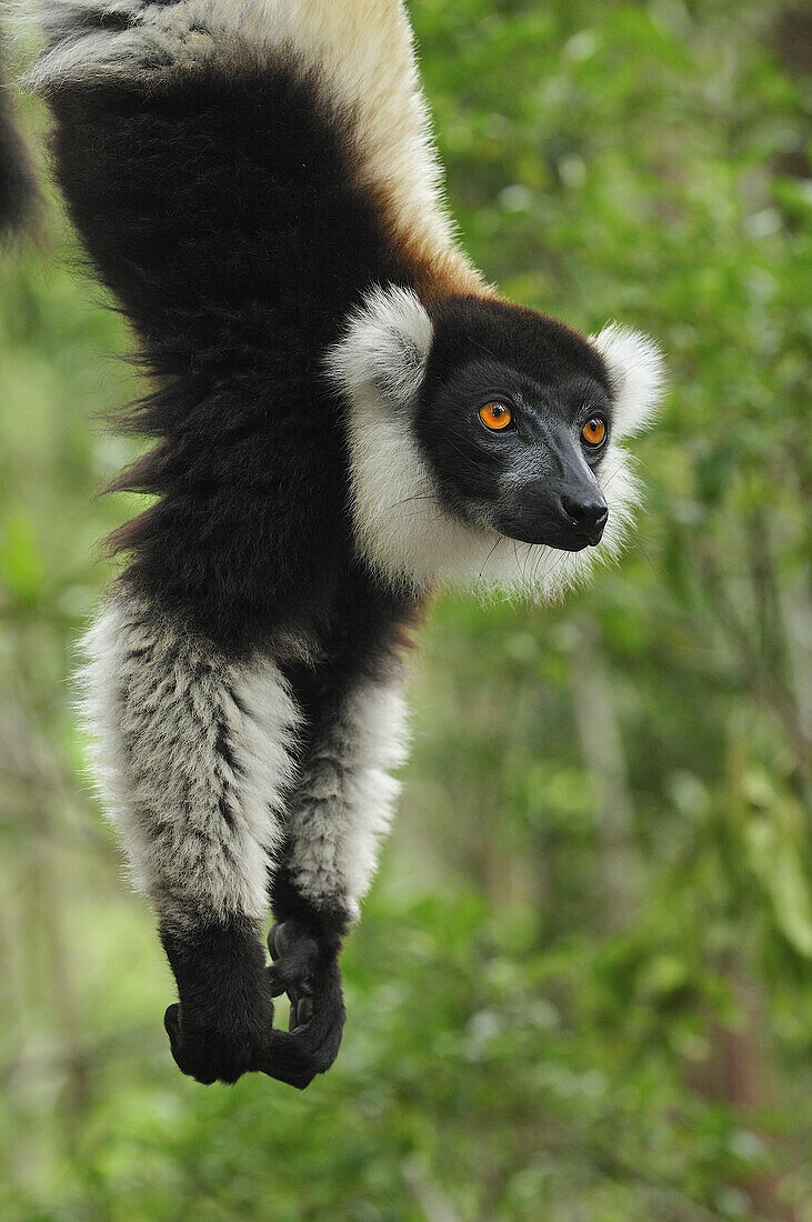 Black and White Ruffed Lemur (Varecia variegata variegata) hanging, Toamasina, Madagascar