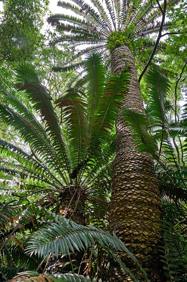 Modjadji Cycad (Encephalartos transvenosus) trees, Modjadji Cycad Reserve, South Africa