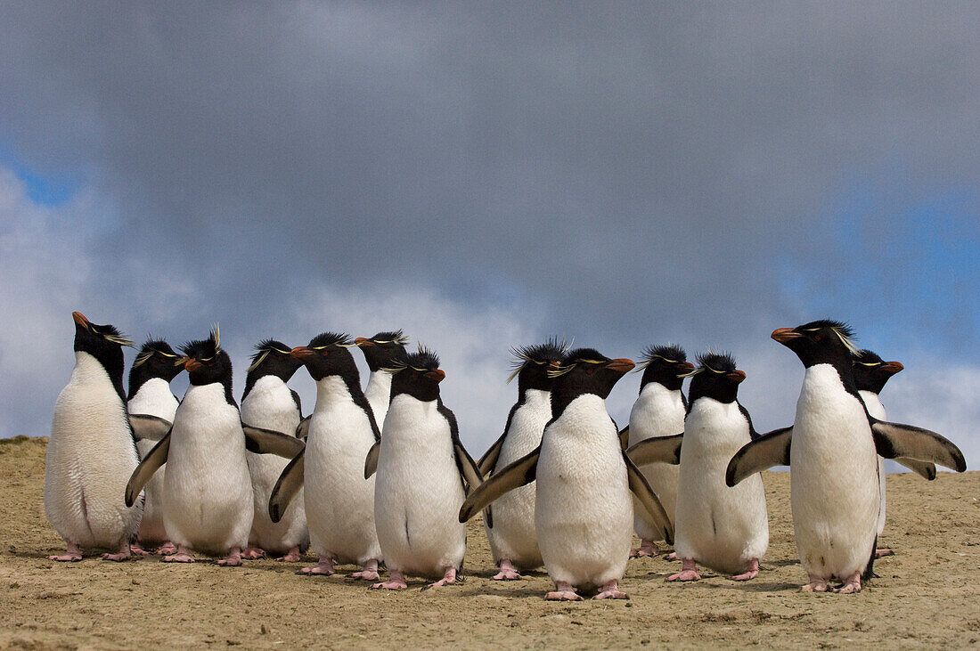 Rockhopper Penguin (Eudyptes chrysocome) group on beach, Pebble Island, Falkland Islands