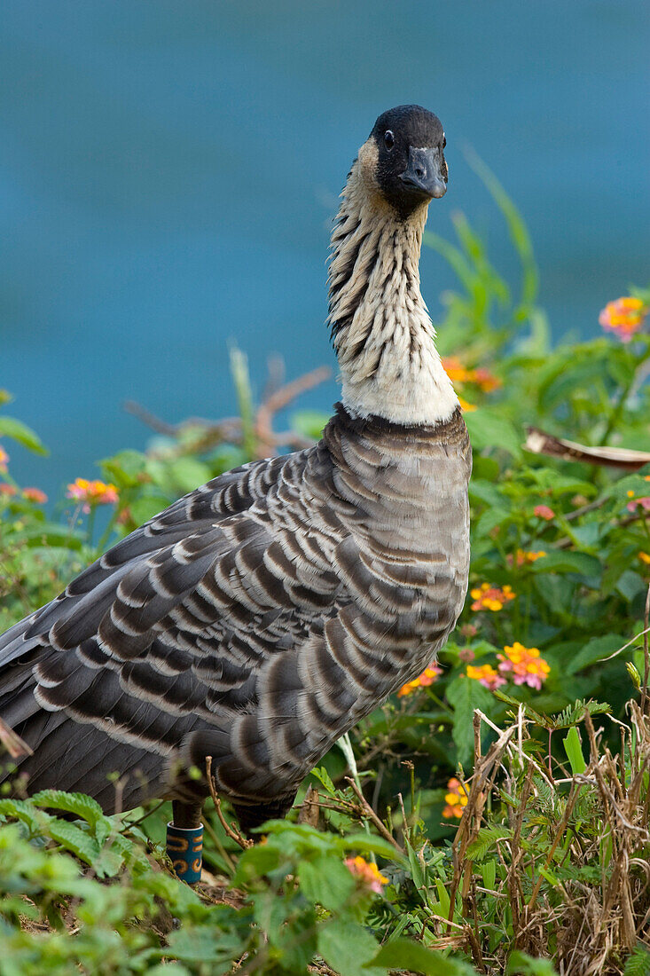 Nene (Branta sandvicensis) goose on the island of Kauai, Hawaii