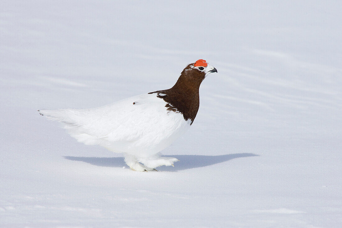 Willow Ptarmigan (Lagopus lagopus) molting into summmer plumage, Banks Island, Canada