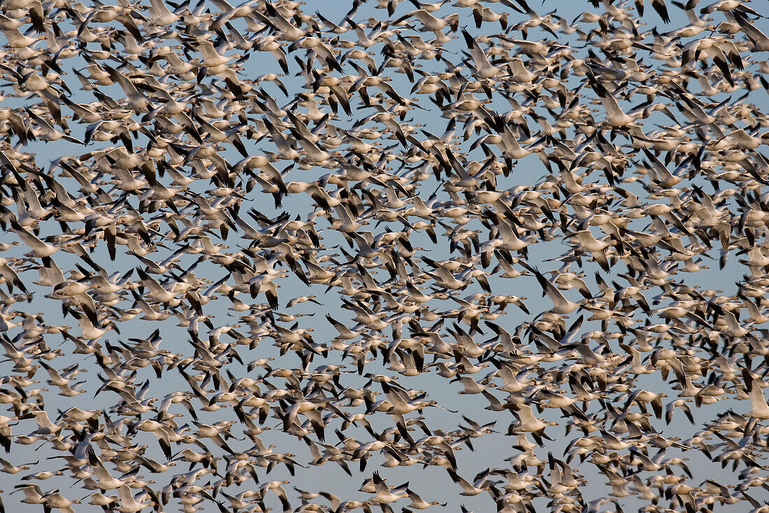 Snow Goose (Chen caerulescens) flock during spring migration, central Montana