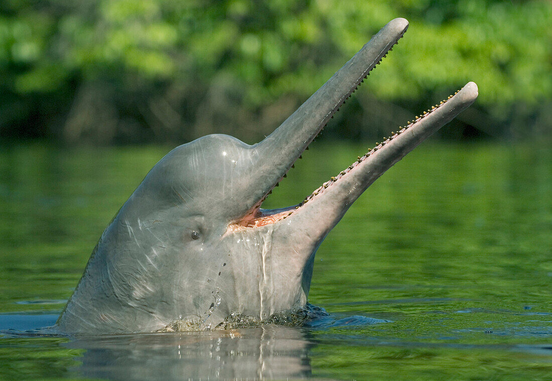 Amazon River Dolphin (Inia geoffrensis) at surface, Rio Negro, Amazonia, Brazil