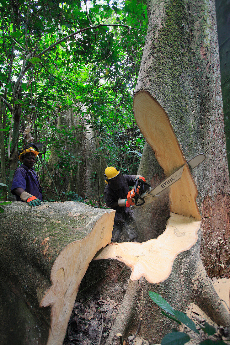 Loggers cutting down tree in the tropical rainforest, Cameroon