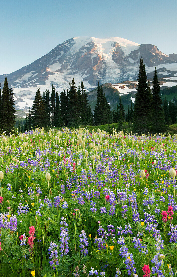 Western Pasqueflower (Anemone occidentalis), Paintbrush (Castilleja sp) and Lupine (Lupinus sp) wildflowers in summer with Mount Rainier in the background, Paradise Meadow, Mount Rainier National Park, Washington