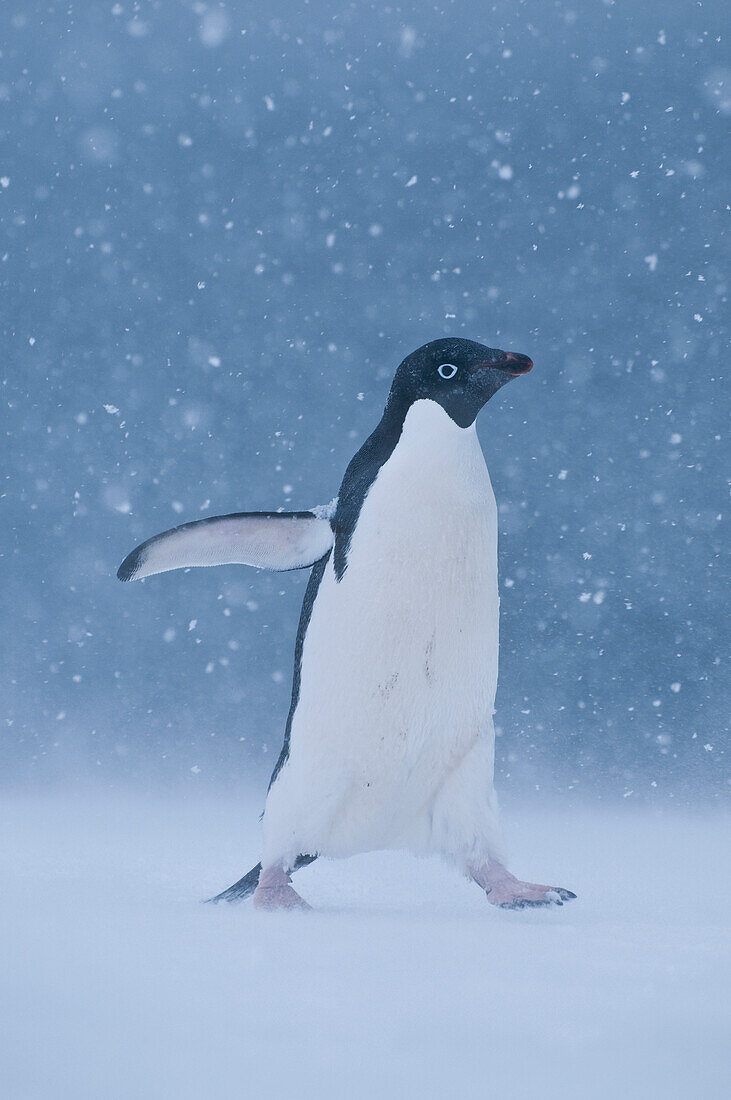 Adelie Penguin (Pygoscelis adeliae) in snow storm, Antarctica