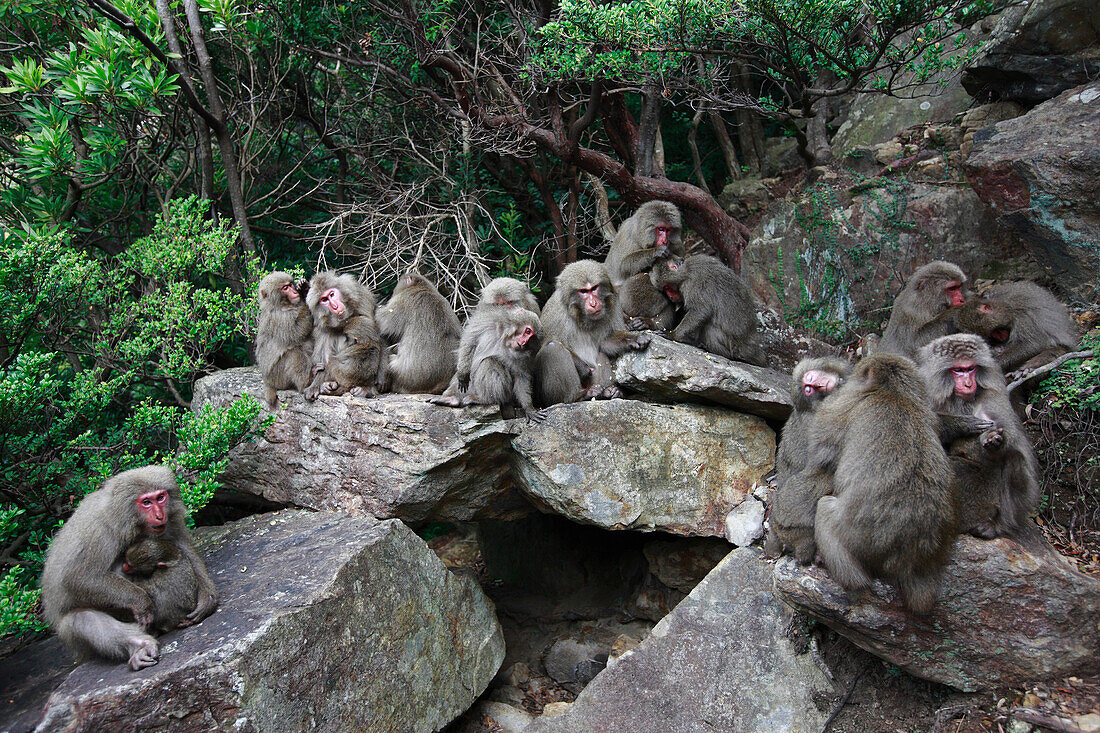 Japanese Macaque (Macaca fuscata) troop grooming in coastal laurel forest of Yakushima Island, Japan