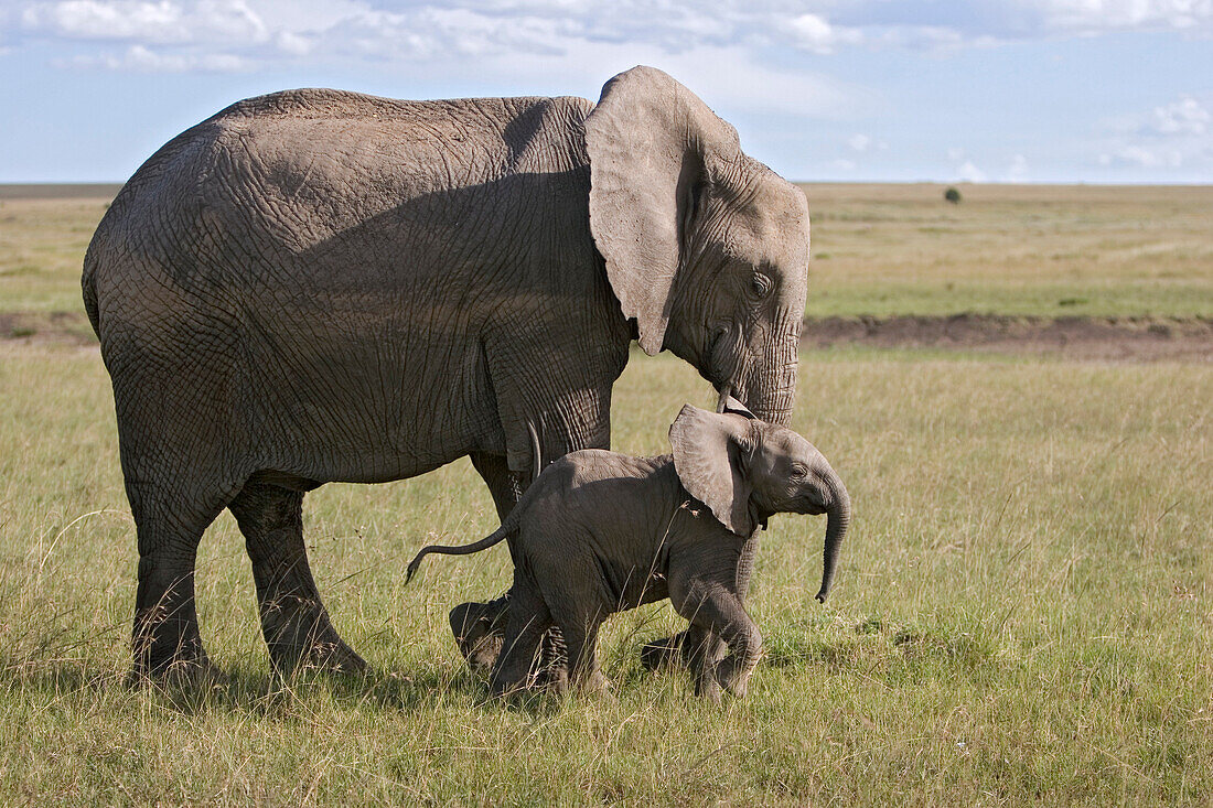 African Elephant (Loxodonta africana) mother and young calf, Masai Mara National Reserve, Kenya