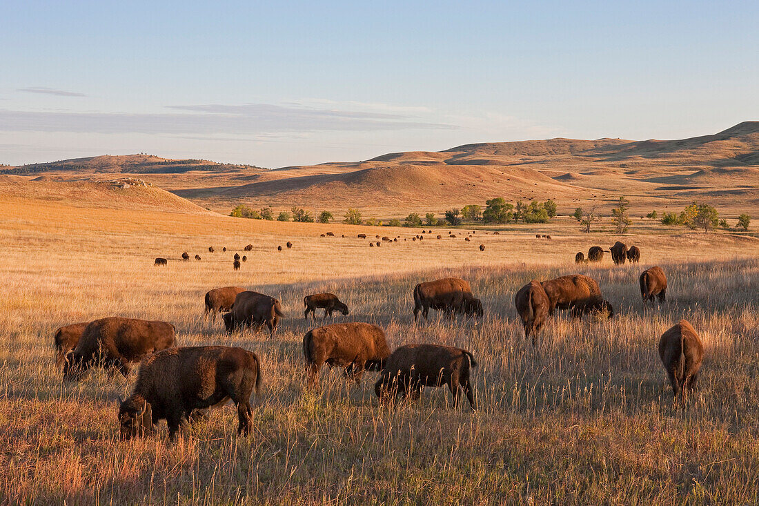 American Bison (Bison bison) herd grazing on prairie, South Dakota