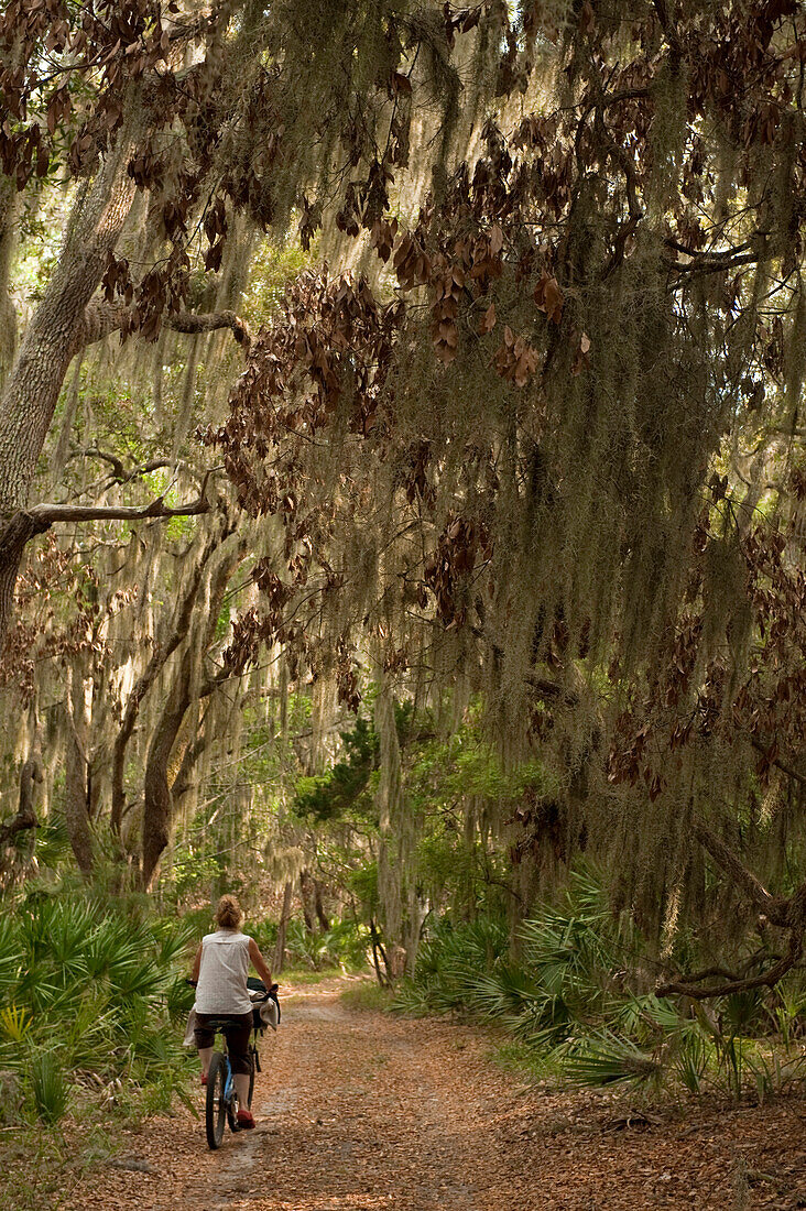 Spanish Moss (Tillandsia complanata) growing on Southern Live Oak (Quercus virginiana) with dirt road and cyclist, Little St. Simon's Island, Georgia