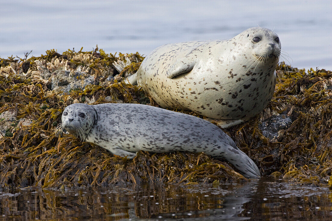 Harbor Seal (Phoca vitulina) mother and pup hauled out on rocks, Katmai National Park, Alaska