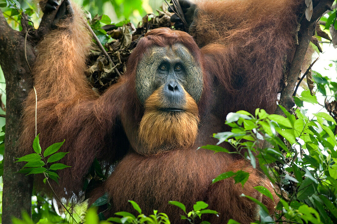 Sumatran Orangutan (Pongo abelii) dominant male in tree, Gunung Leuser National Park, north Sumatra, Indonesia