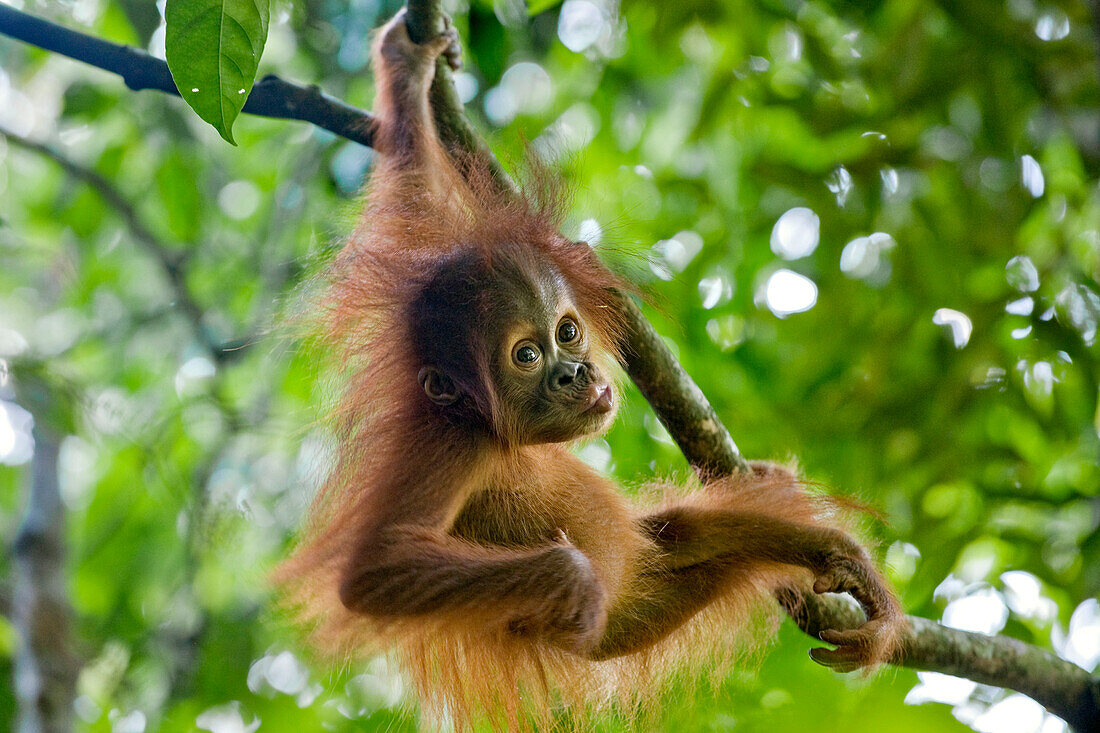 Sumatran Orangutan (Pongo abelii) nine month old baby playing in tree, Gunung Leuser National Park, north Sumatra, Indonesia