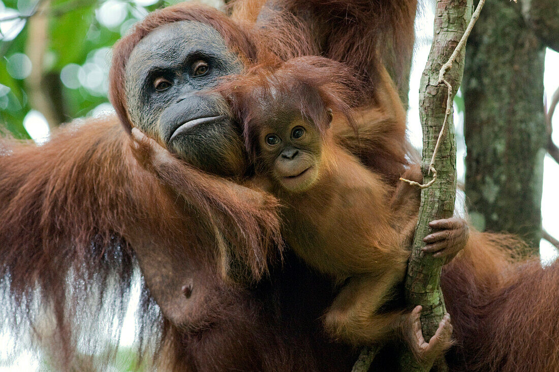 Sumatran Orangutan (Pongo abelii) mother and playful two month old baby, Gunung Leuser National Park, north Sumatra, Indonesia