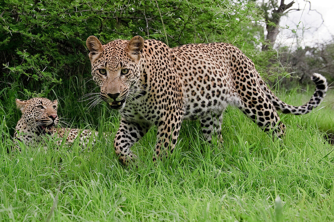 Leopard (Panthera pardus) mother and yearling cub, Botswana
