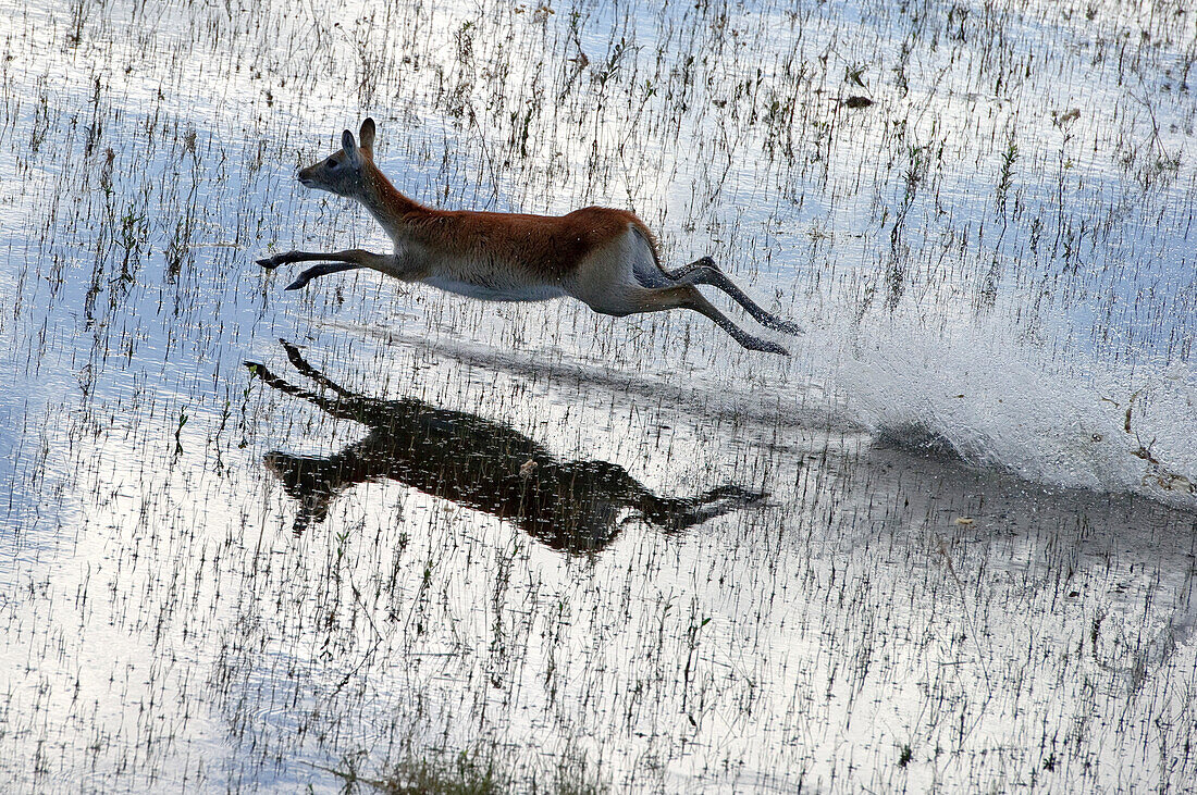 Lechwe (Kobus leche) female running through shallow water, Botswana