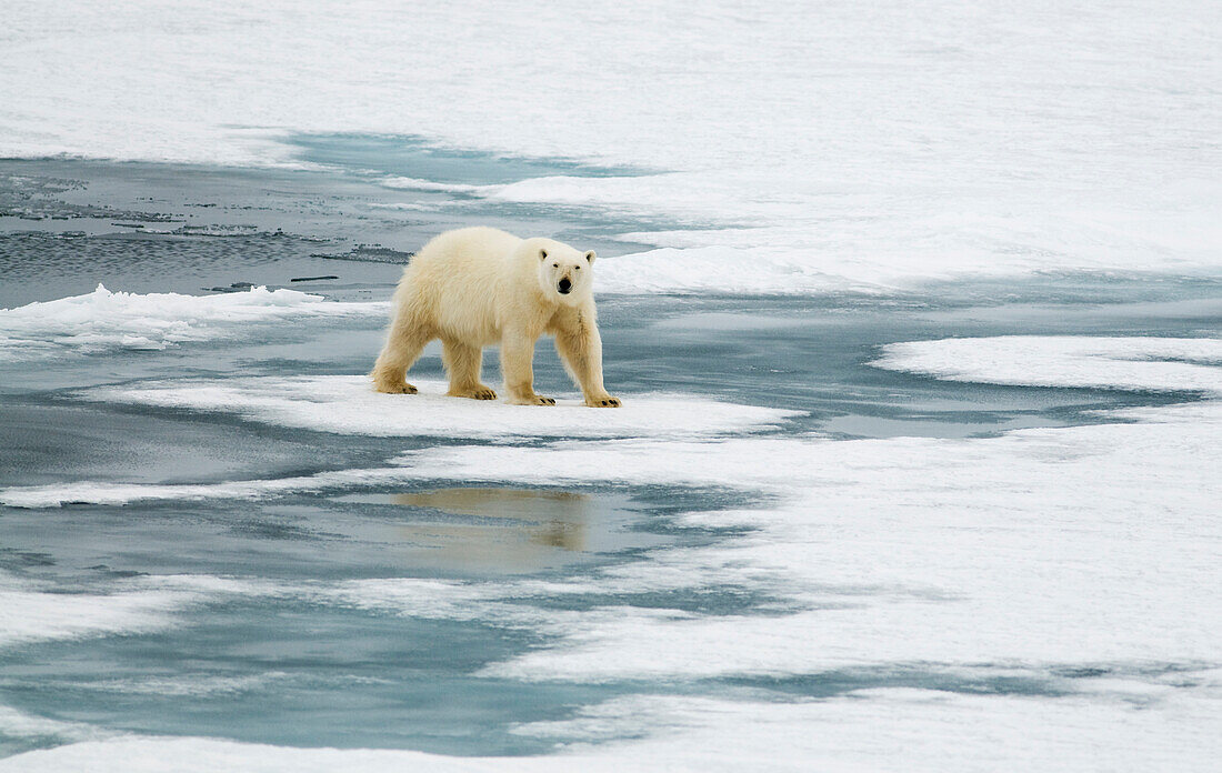 Polar Bear (Ursus maritimus) on pack ice, Svalbard, Norway