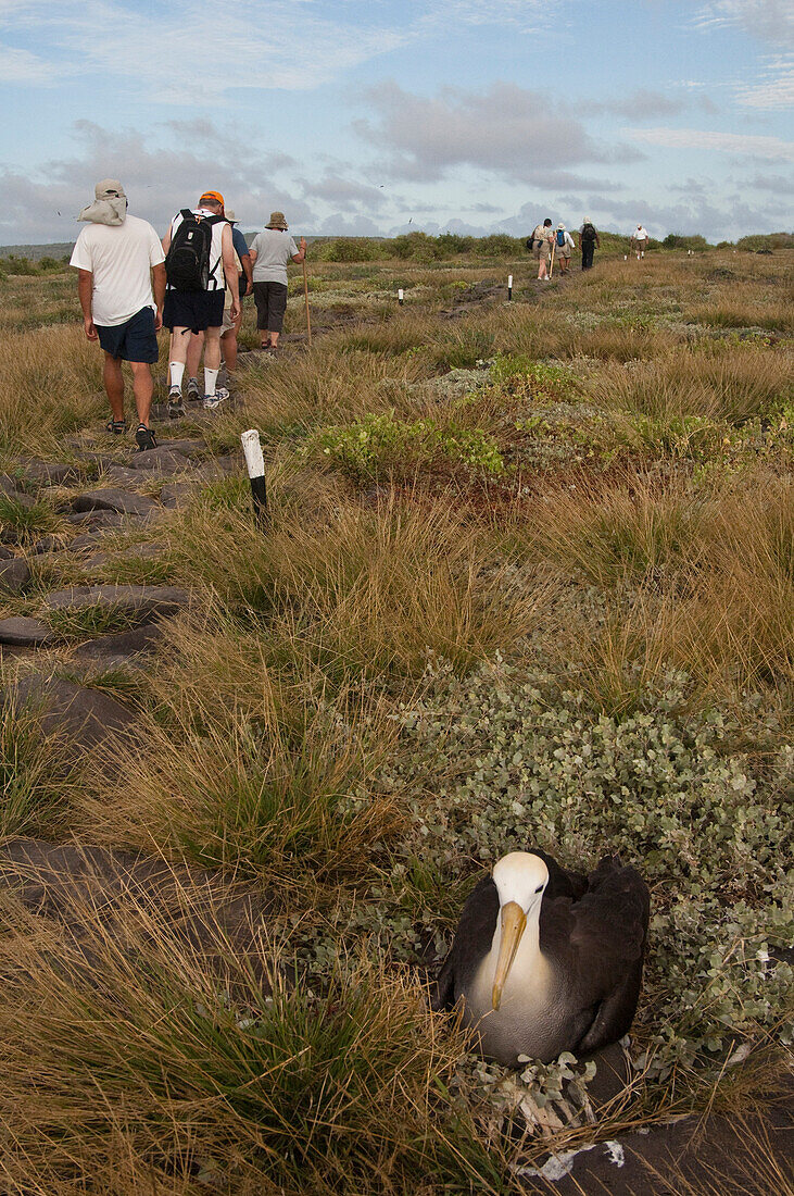 Waved Albatross (Phoebastria irrorata) on nest with tourists walking past on marked trail, Espanola Island, Galapagos Islands, Ecuador