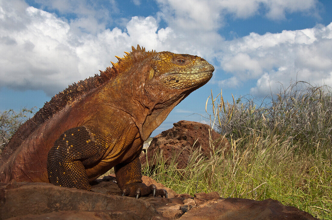 Galapagos Land Iguana (Conolophus subcristatus), Baltra Island, Galapagos Islands, Ecuador