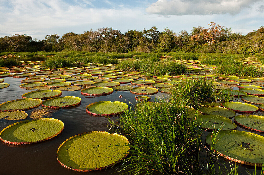 Amazon Water Lily (Victoria amazonica) pads in permanent ponds in savannah, Rupununi, Guyana